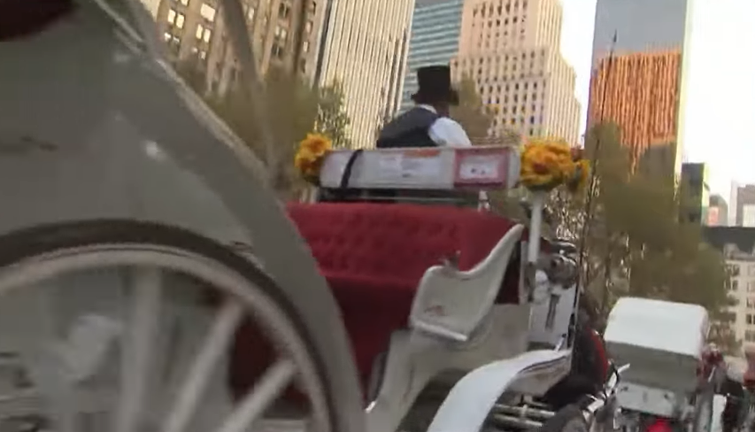 Mamdani’s Horse Carriage Ban Faces Lawsuit Threat Ahead of Council Vote