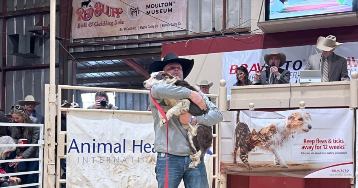 Man Breaks Own Record with Amazingly Trained Cattle Dog: ‘I Lost My Mind’