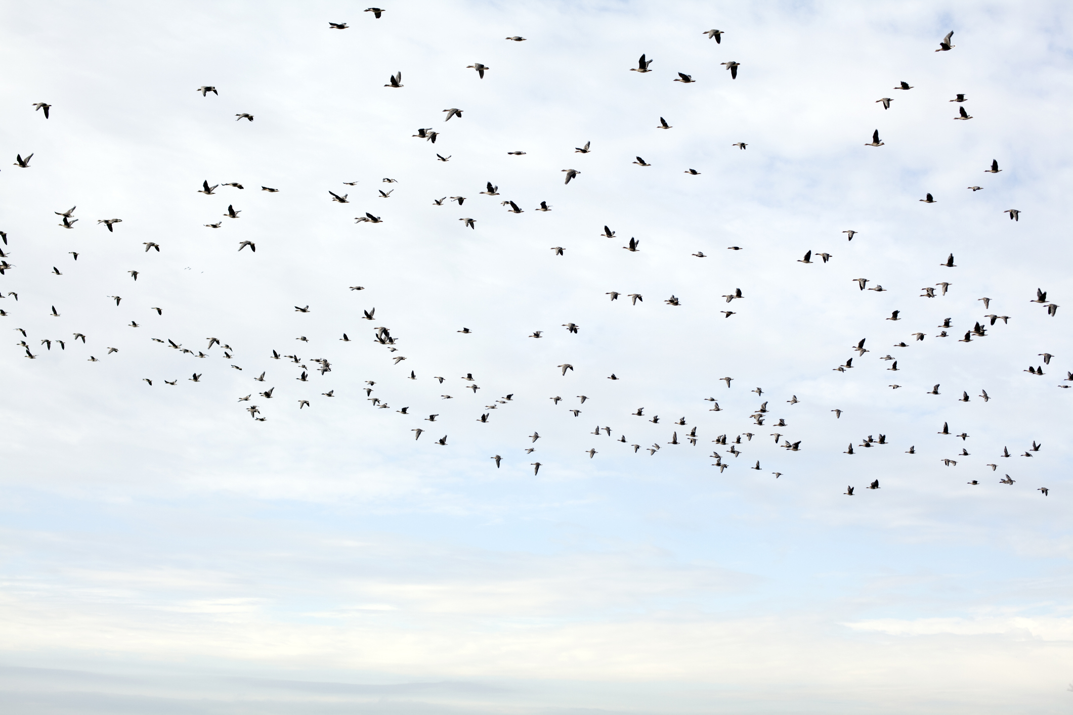 Dozens of Bird Species To Be Renamed After Current Names Declared ‘Racist,’ ‘Misogynistic’