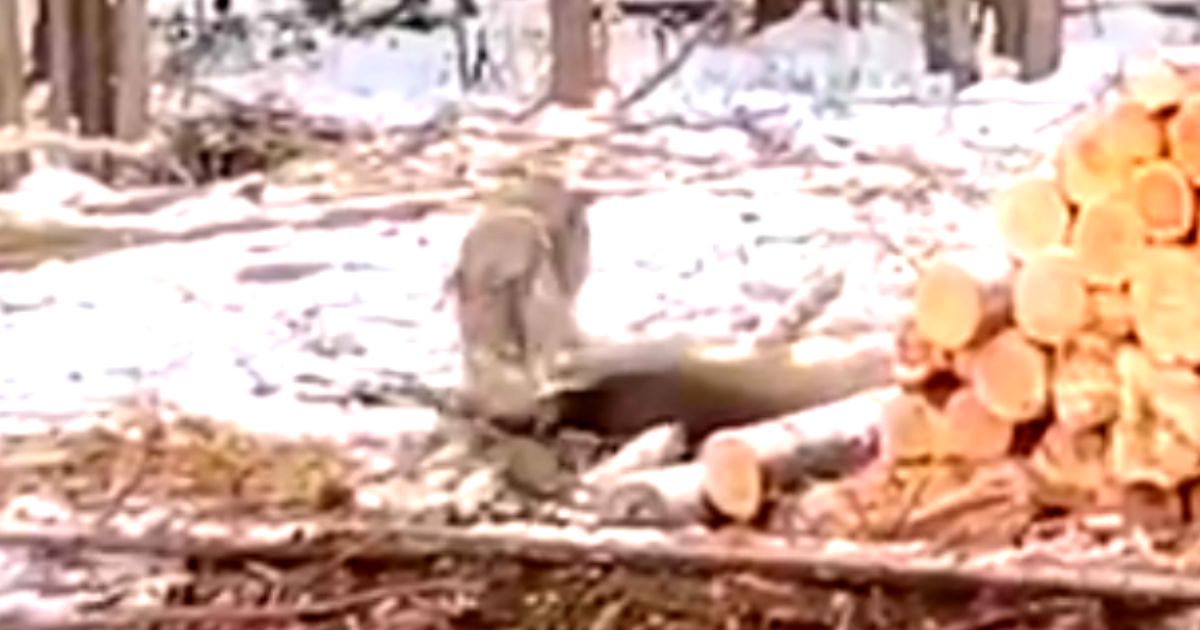 Congressman Shares Logger’s Brutal Video with Call to Delist Wolves: ‘Any Fear of Humans’ Now Gone from Species