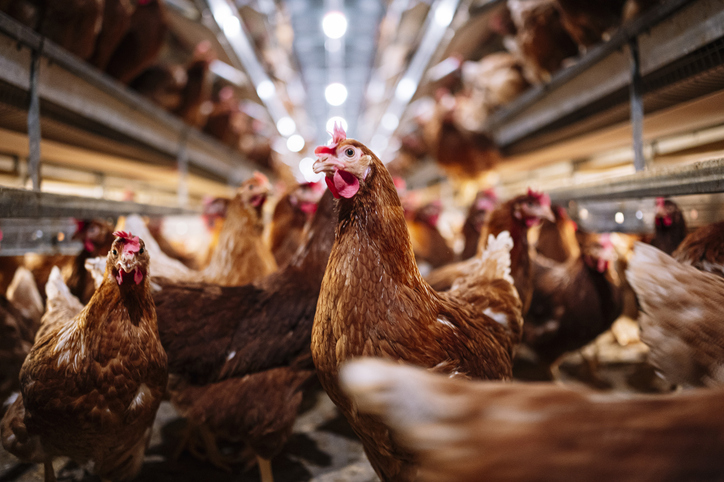 Animal Rights Activist Sentenced for Chicken Rescue From California Poultry Plant