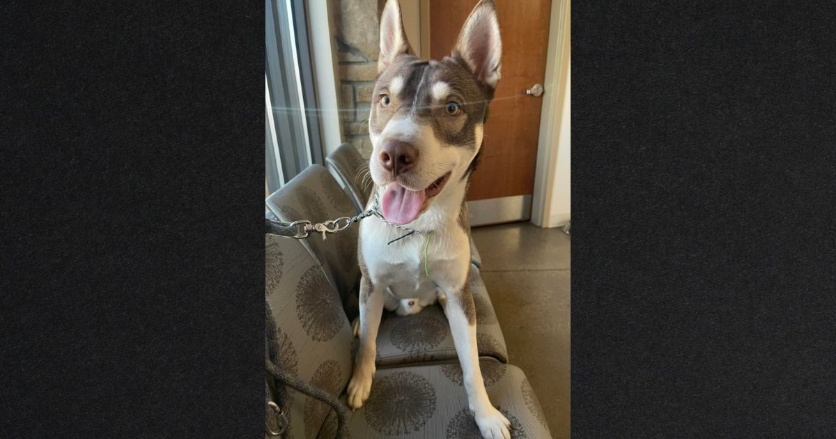 Rescuer Begins Desperate Search for Help After Dog Suffers in Brutal Meth Lab Explosion