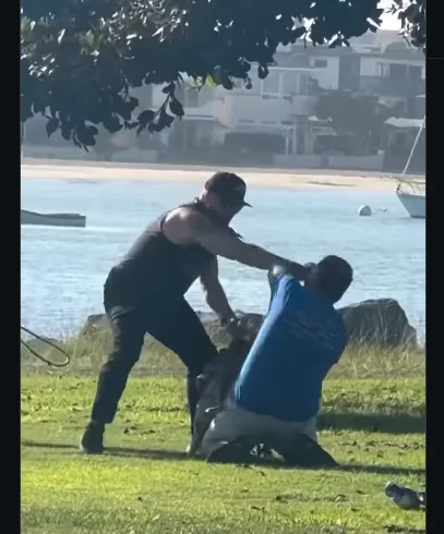 Video Shows Dog Walkers Throwing Punches Before Pets Clash in Park