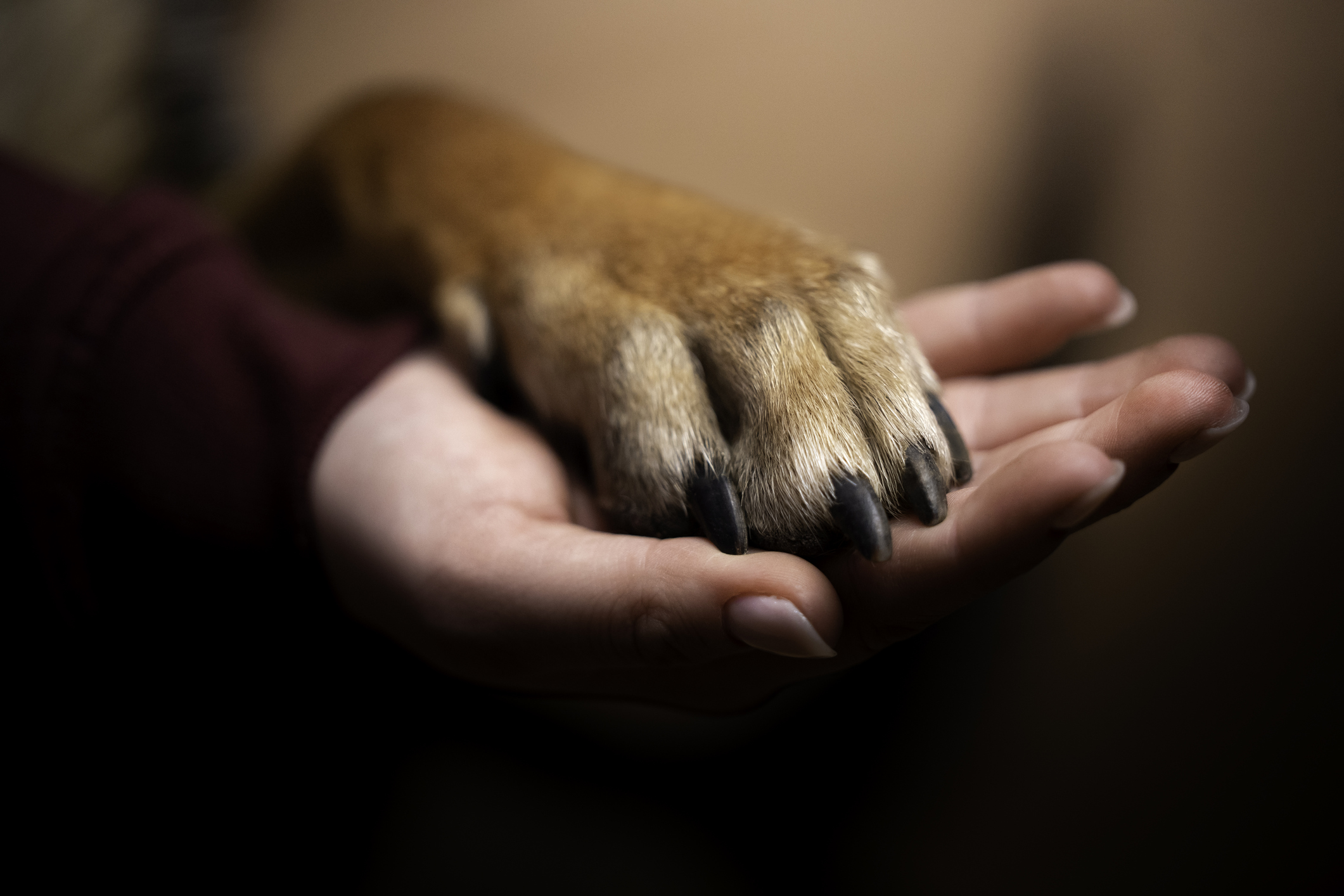 Missing Dog Finally Found and Taken Home After 12-Year Absence