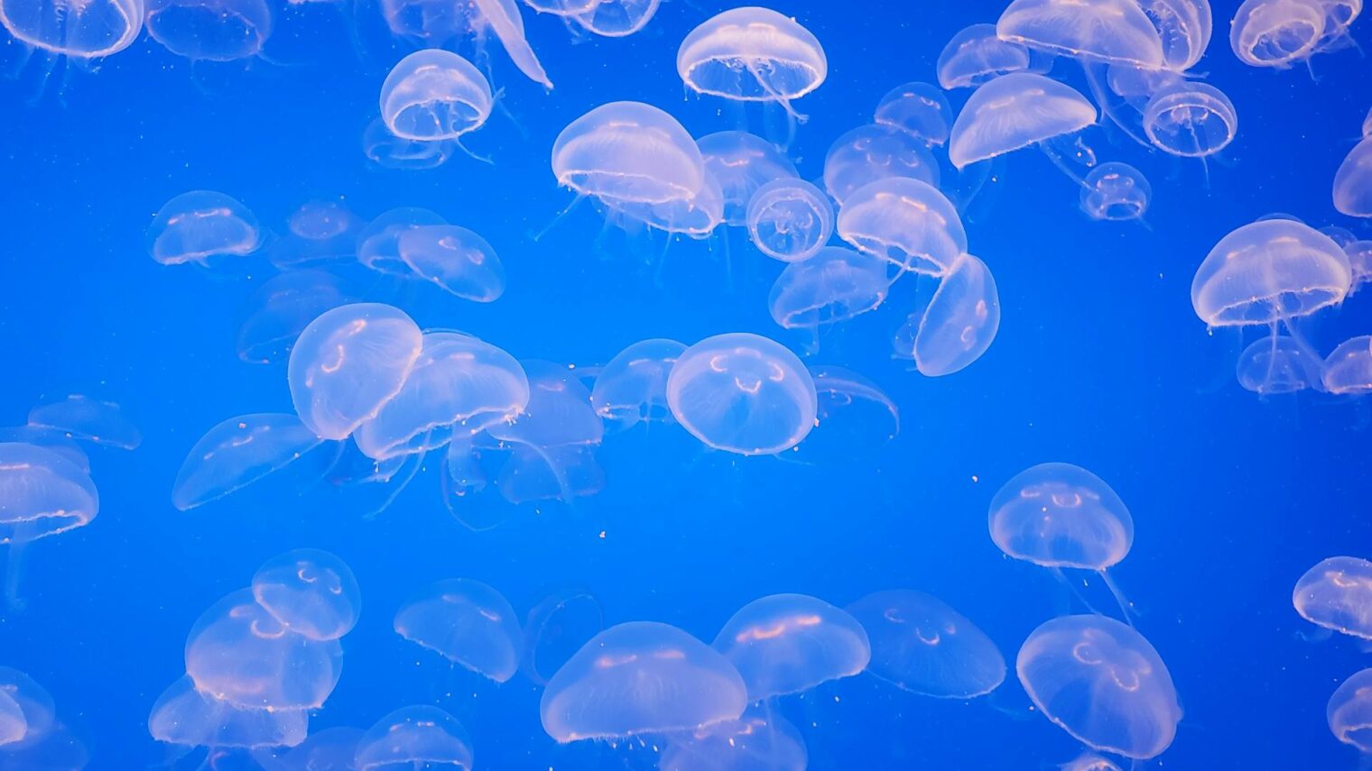 Israeli Jellyfish Found To Possess Surprising Navigational Skills‌
‌