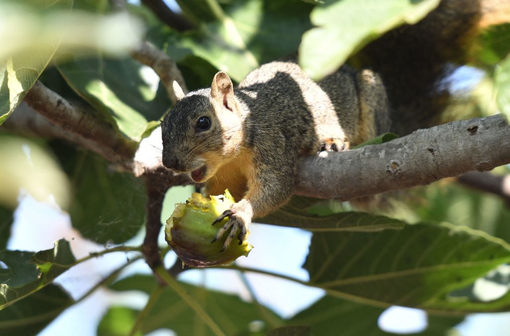 North Dakota Man Gets Nasty 182-Pound Surprise From Squirrel