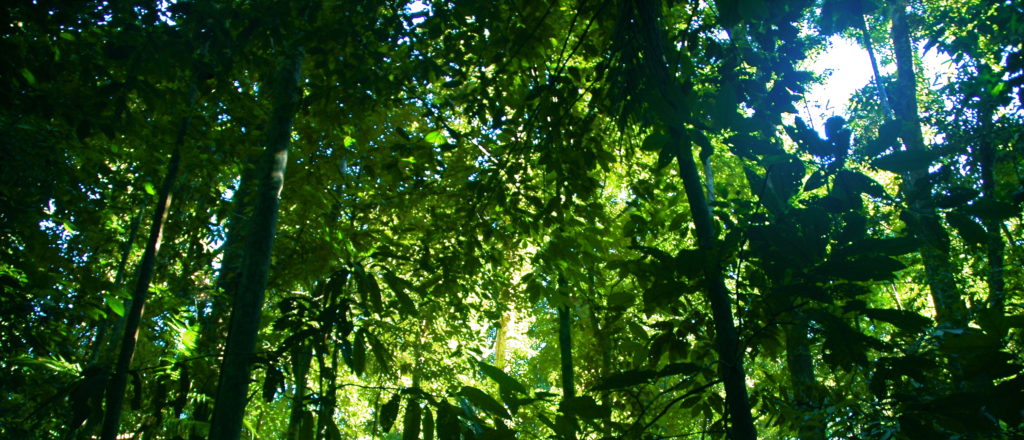 DAVID BLACKMON: COP 30 Preparations Embody All That is Wrong With Climate Alarmism