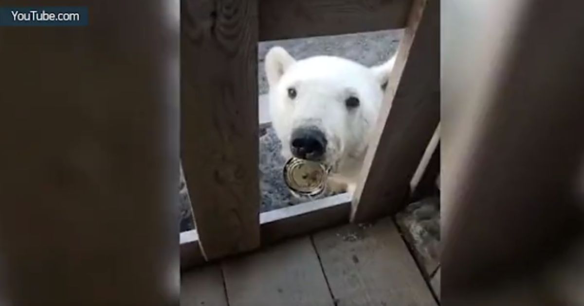 Video: Injured and Starving Polar Bear Cub Turns to Humans for Help After Getting Tongue Stuck in Tin Can