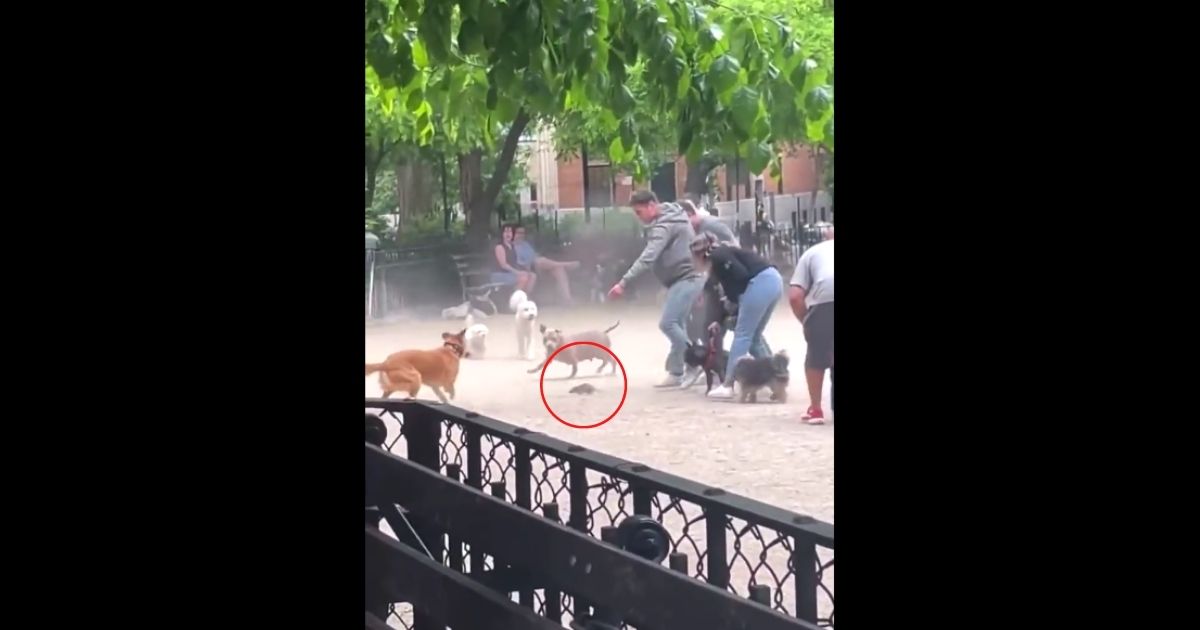Video: Chaos Erupts at NYC Dog Park After Uninvited Guest Strolls Through Middle of Park