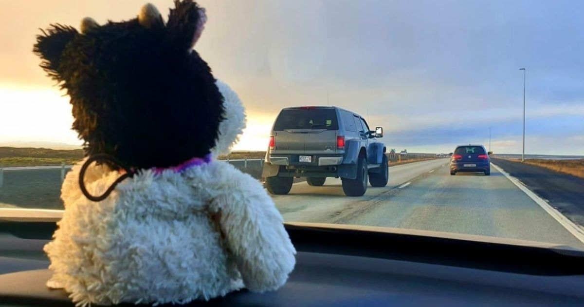 Beloved 'Cowie' Makes 2,300-Mile Trek Home Thanks to the Generosity of Strangers