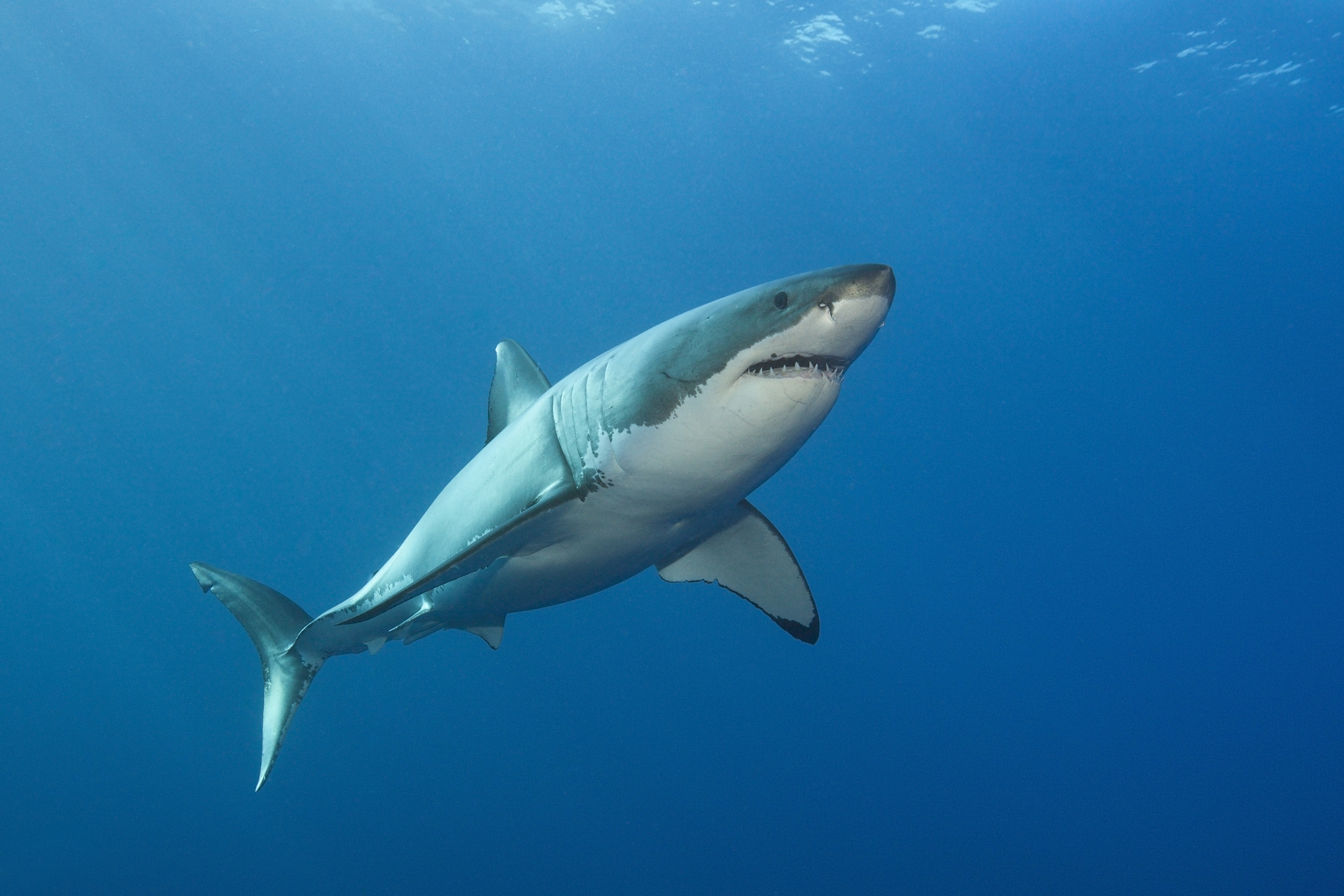 A Pair of Great White Sharks Traveling Together Is Confusing Experts: ‘Seem to Be Buddies’