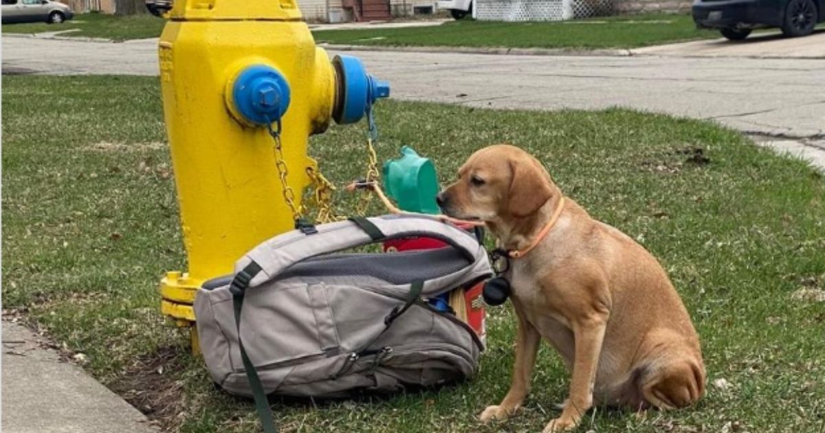 Abandoned Dog Found Tied to Fire Hydrant with Only a Backpack and a Note