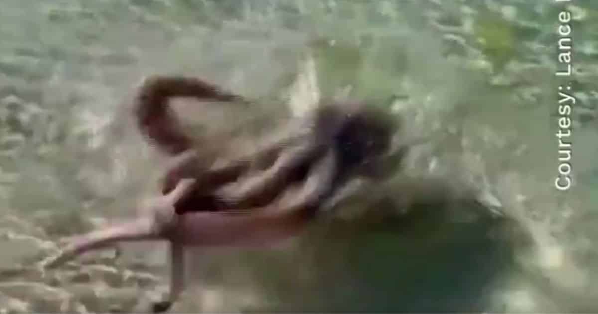 Octopus Lashes Out at Beachgoer in Amazing Video from Australia