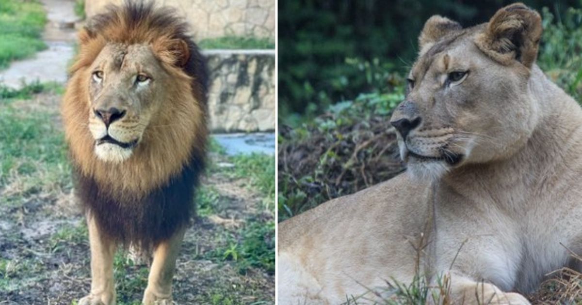 Beloved African Lioness Killed During Introduction to New Lion at Birmingham Zoo