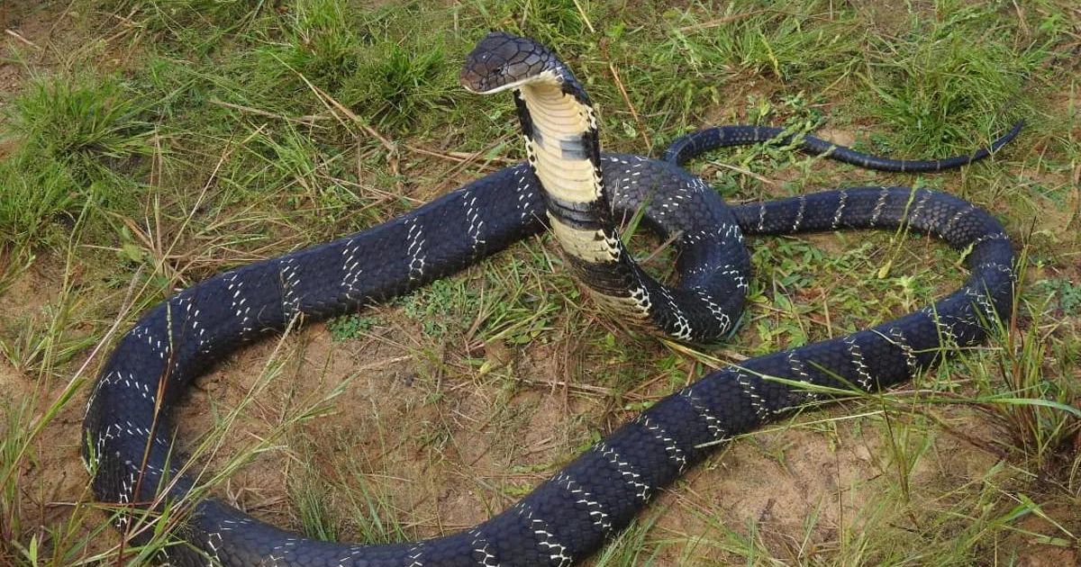 Dad Uses Deadly Cobra to Kill Wife and Daughter, 2, as They Slept, Police Allege