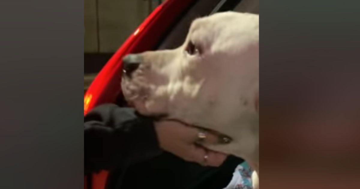 Christmas Miracle for Neglected Momma Dog About to Deliver Pups in Freezing Cold