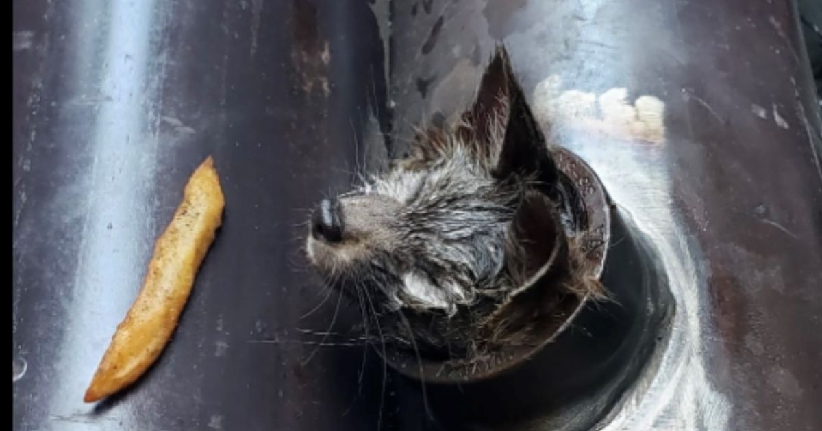 After Construction Crew Finds Baby Fox Stuck in Pipe, Firefighters and Animal Control Show Up to Help