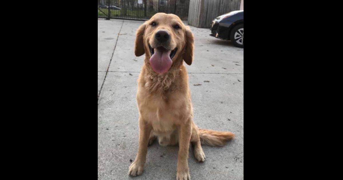 Woman Sues Animal Control After Dog She Says Had ID Is Rehomed, New Family Refuses to Return Him