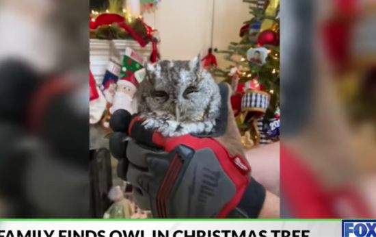 Baby Owl Hides in Family’s Christmas Tree for 4 Days Before Being Discovered