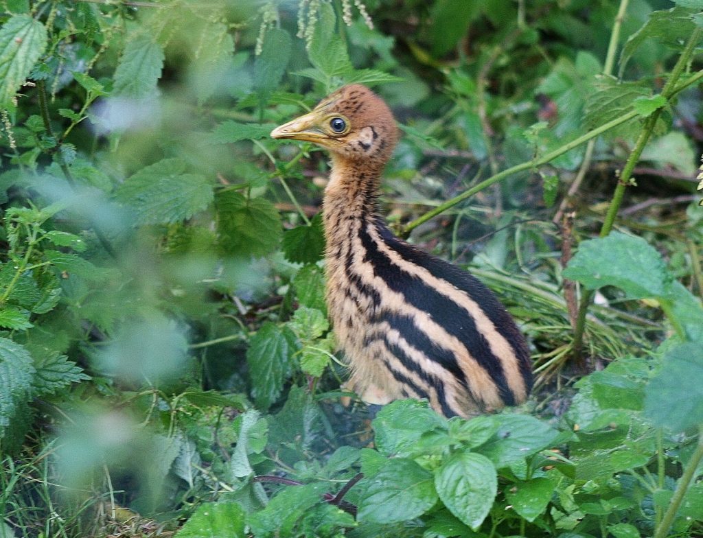 Birdlovers Celebrate Hatching Of One Of ‘world’s Deadliest Chicks’