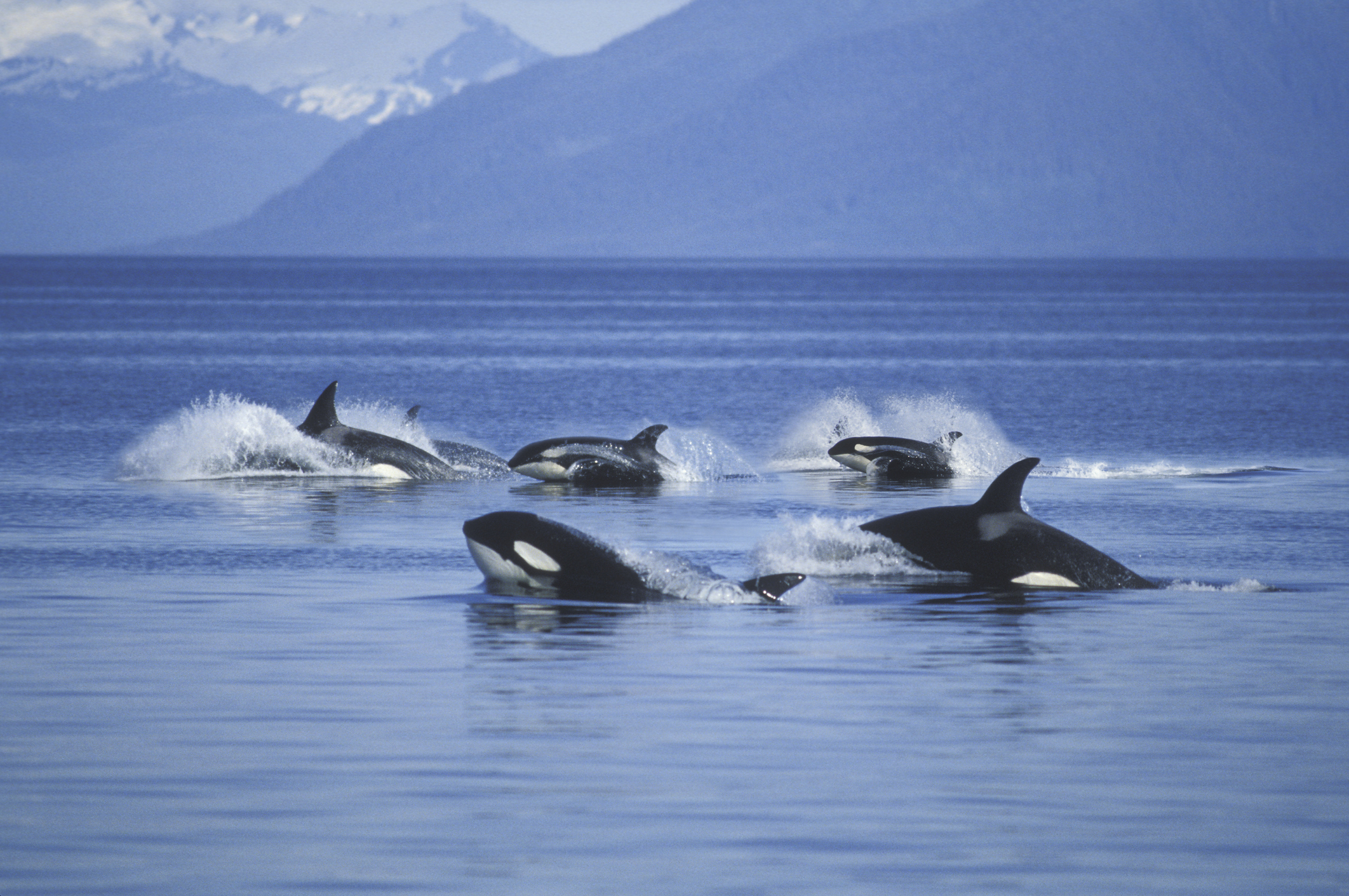 Killer Whales Begin Attacking Boats – What Happens After Is Completely Terrifying