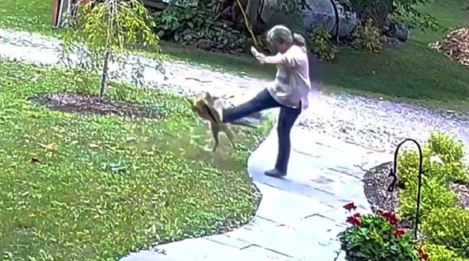 Rabid Fox Attacks Woman in Her Front Yard: ‘He Was Just Relentless’
