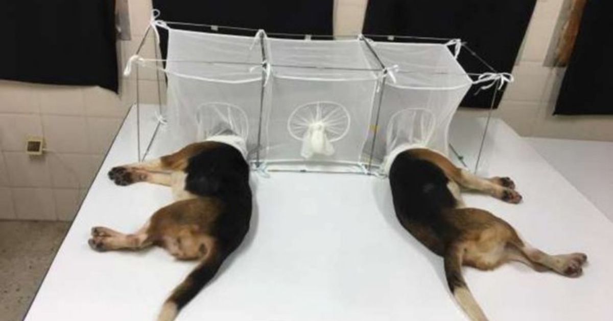 Fauci’s NIAID Used Taxpayer Money for Dogs To Be ‘Eaten Alive’ in Cruel Experiment