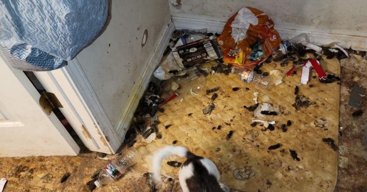 Deputies Enter Home to Find 14 Dogs Living in Horrible Conditions and 15 More in the Freezer