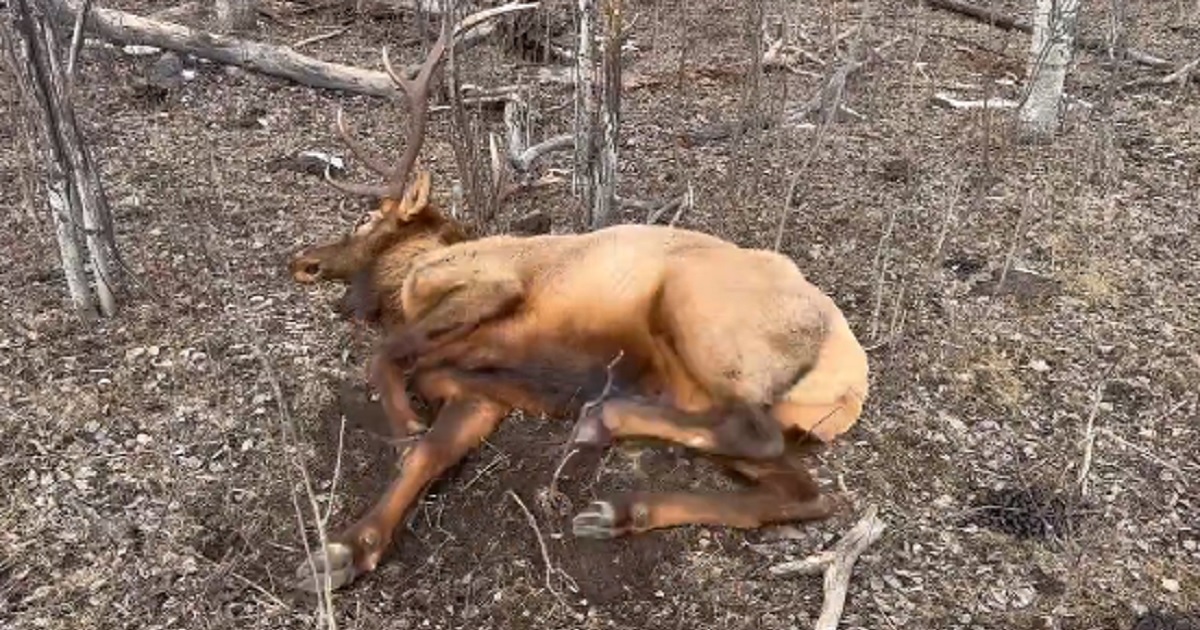 Limping Bull Elk Mysteriously Dies, They Cut Open Lump in Its Thigh and Find a Telling Piece of Green Plastic