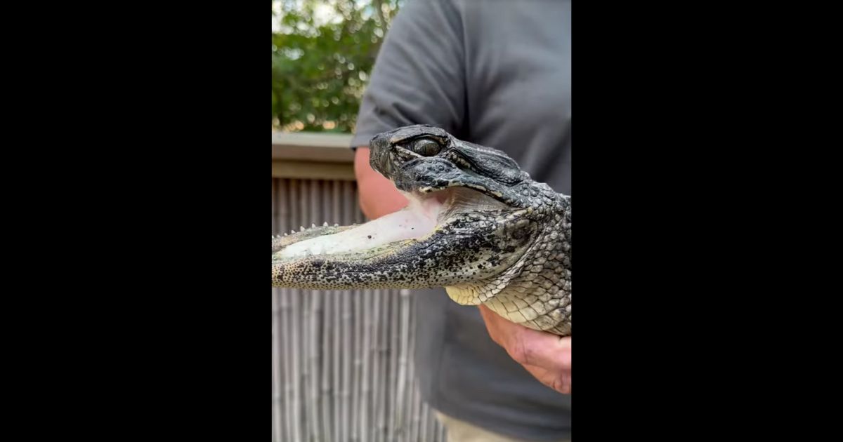 Strange Beast Found – It Was Once a Ruthless Predator but Now Only Experts Can Save It