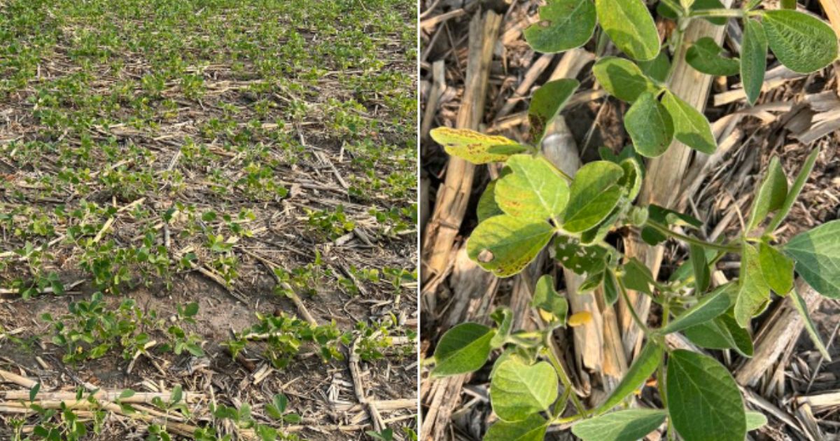 Republican Senator Posts Photos of an Iowa Field – Everything Looks Fine Until He Shows Close-Up of Plants