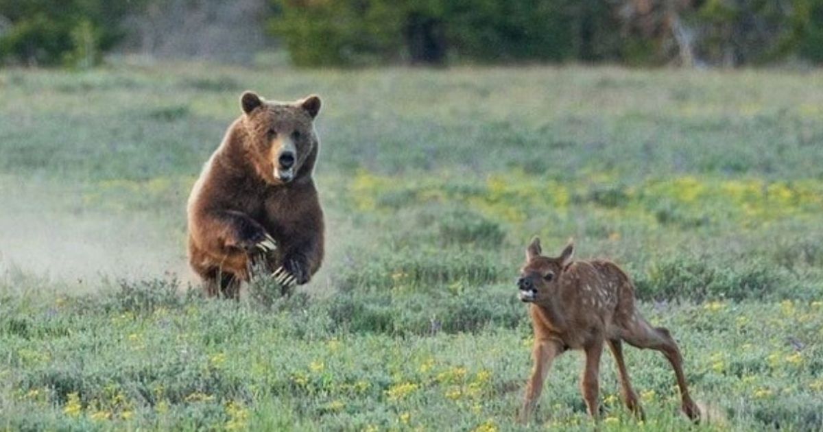 Massive 'Grizzly 399' Takes Down Elk Calf, Photographer Captures the Brutal Nature Scene
