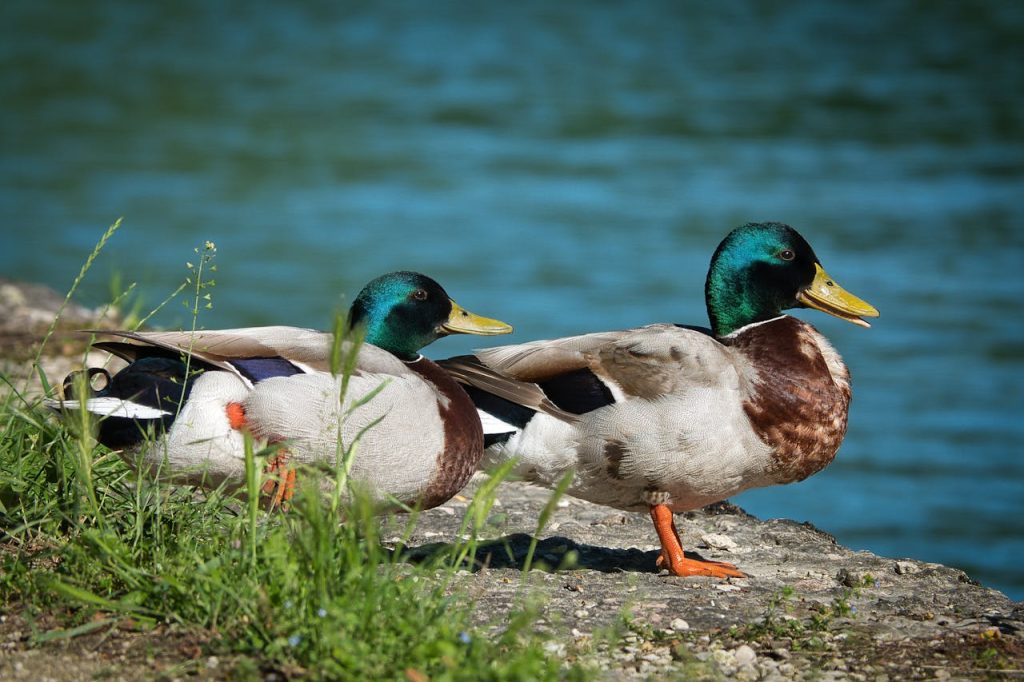 Duck! Study Shows Mallards Struggle To Avoid Cars And Planes