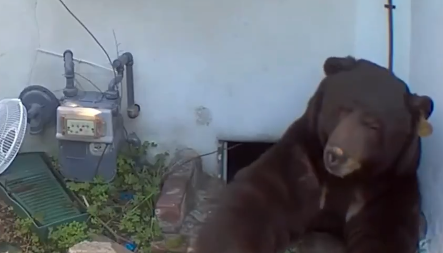 Homeowner Says 550-Pound Bear Living Under House Has Pushed Him to the Brink