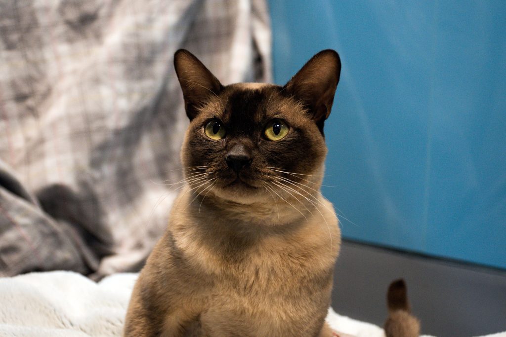 Three-legged Cat Finds New Home After Remarkable Recovery