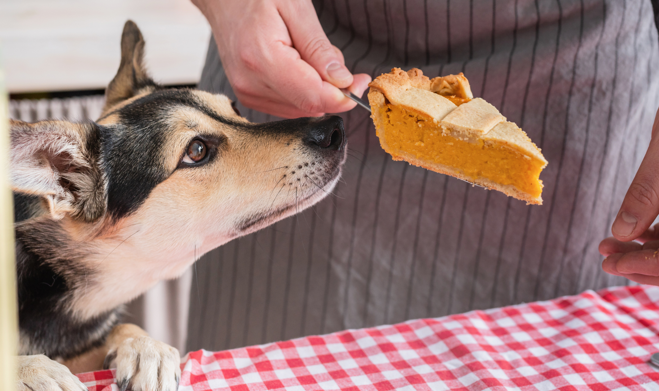 Connecticut Humane Society Partners With the Doggy Wish to Give Dogs Thanksgiving Meal