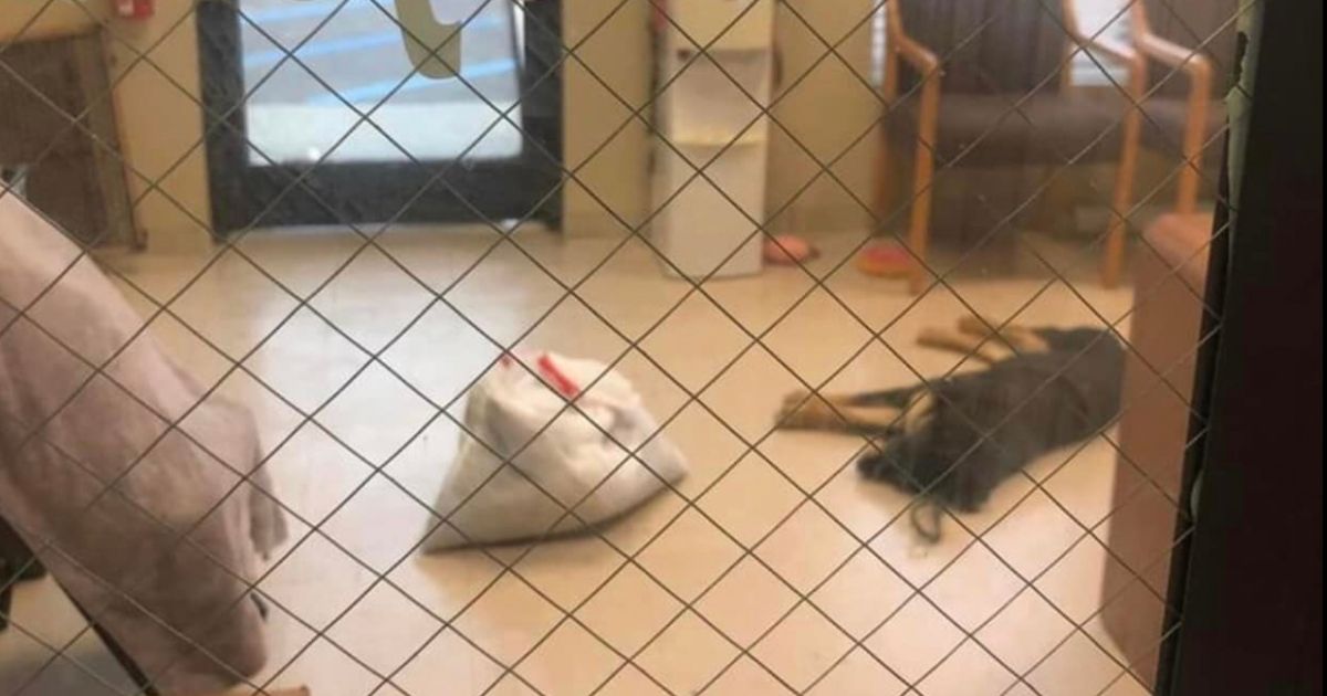 Homeless Teen Living Under Bridge Forced to Give Up Dog, Then Strangers Rally to Save Them Both