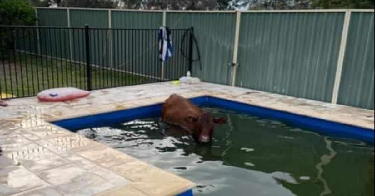 Rescuers Called to Remove Cow After It Ran Through Fence and Ended Up Stuck in Backyard Pool