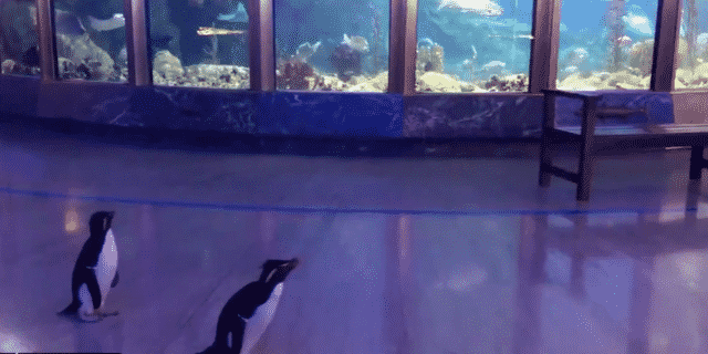 Penguins Go on a ‘Field Trip’ as Coronavirus Concerns Shut Down Chicago Aquarium