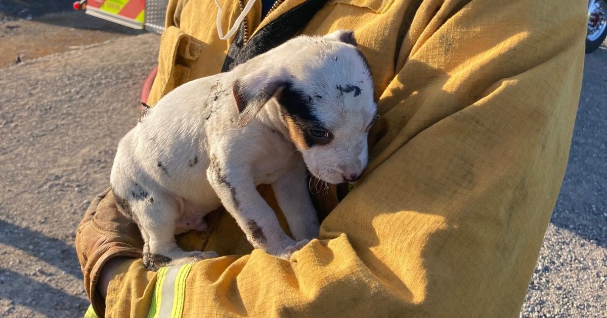 Fire Crew Finds Homeless Puppy at Burning Debris Pile, Now He's Being Fostered by a Firefighter