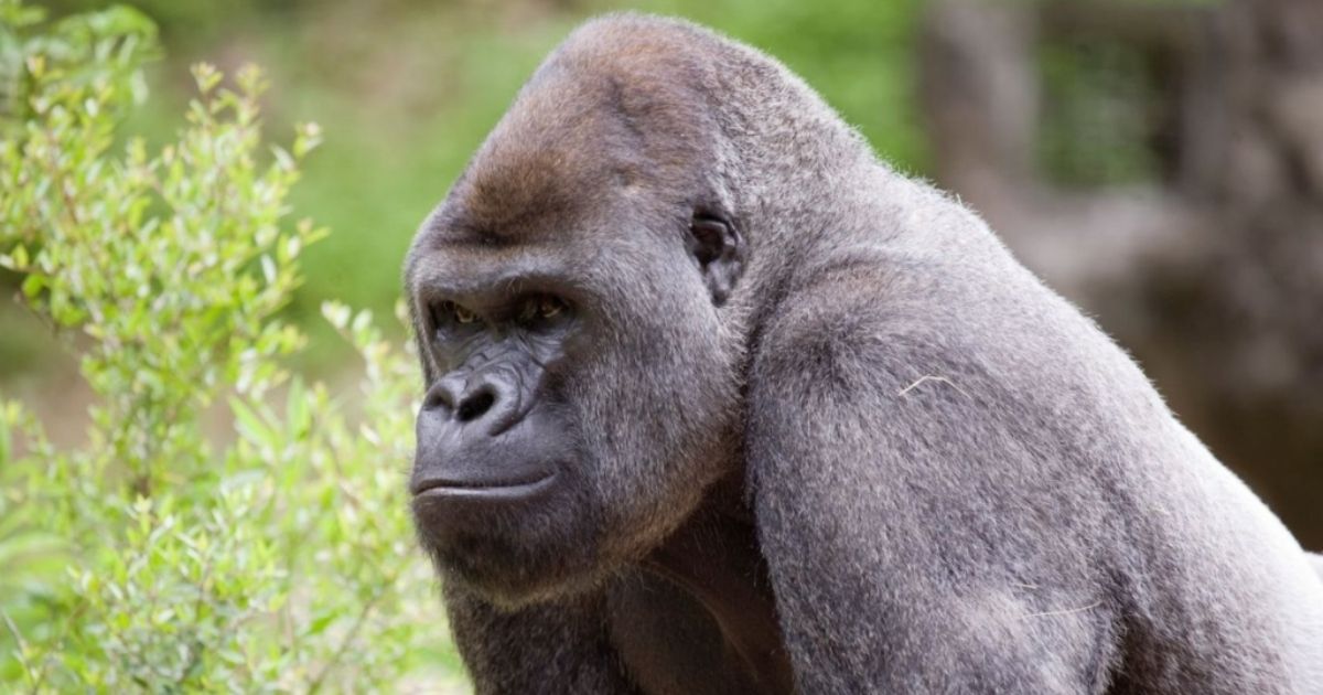 Gorillas in Atlanta Zoo Begin Coughing, Test Positive for COVID After Contact with Fully Vaccinated Keeper