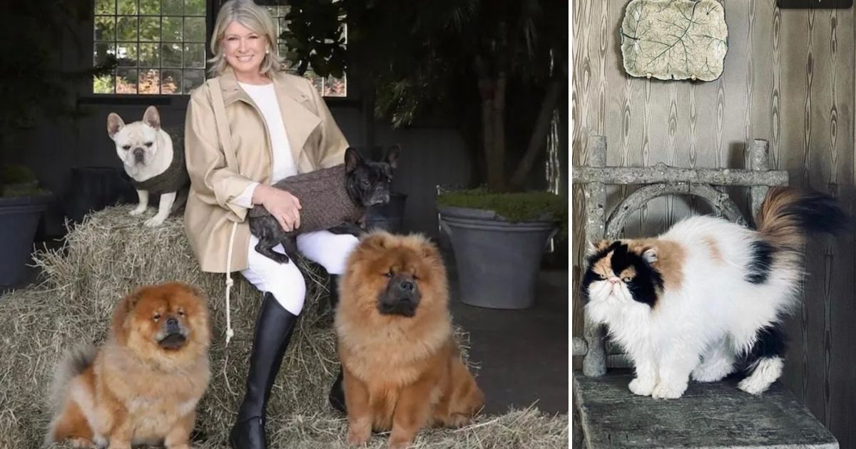 Martha Stewart's Four Dogs Kill Her 'Defenseless' Cat of 12 Years: 'I Will Miss Her Very Badly'