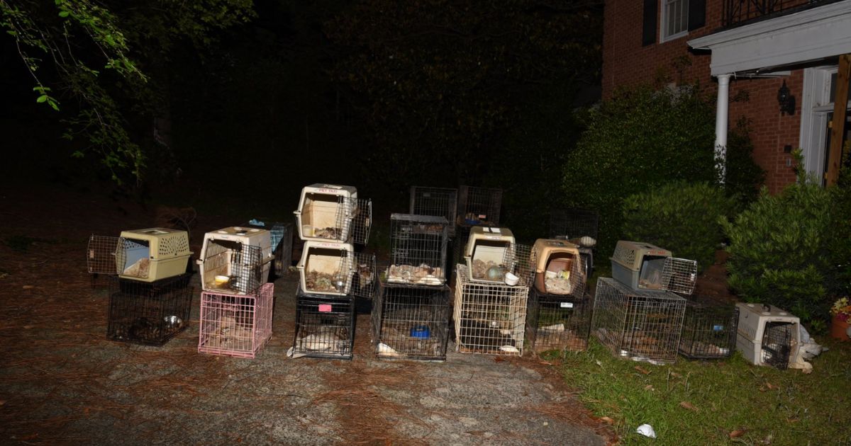 Police Bust Animal Rescue CEO after Neighbor Complains about 'Smell of Death' Coming from Property