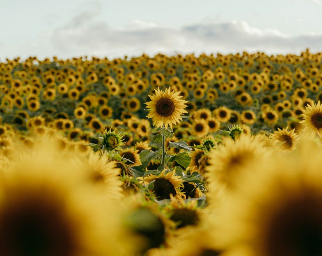 Sunflowers ‘Dance’ To Optimize Sunlight Exposure In Collective Growth Strategy‌
‌