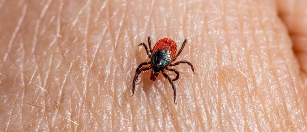 Could A Tick-Borne Meat Allergy Be A Bioweapon? We Tried Finding Out