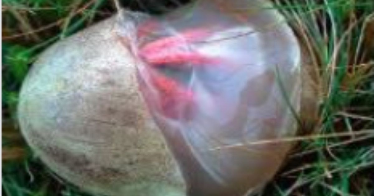 These 'Devil's Fingers' Sometimes Erupt Into People's Yard – The Pictures Look Fake, But They're 100% Real