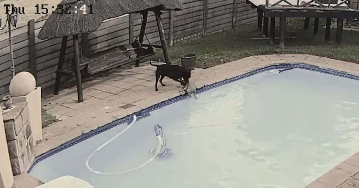 Video: Family Dog Comes to the Rescue, Saves Smaller Dog from Drowning in Swimming Pool