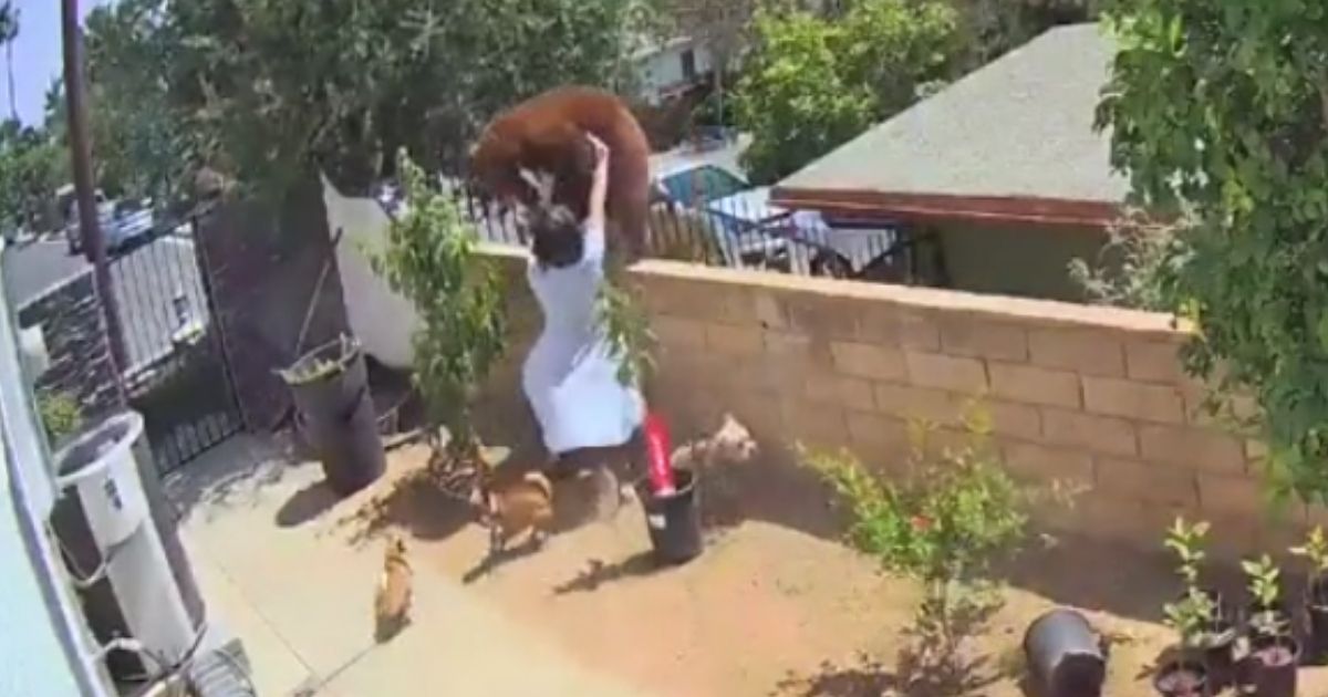 Viral Video: Teenage Girl Shoves Bear off Wall After It Attacks Her Dogs