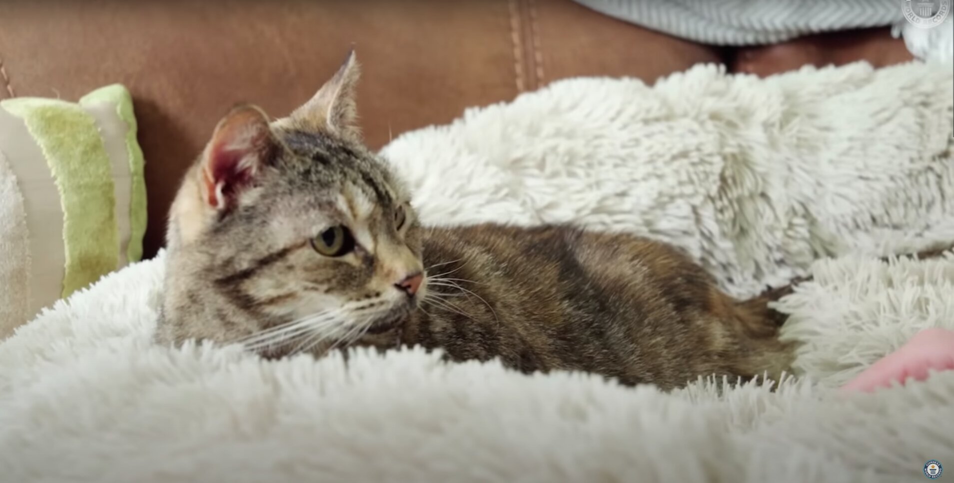Cat Sets New Guinness World Record