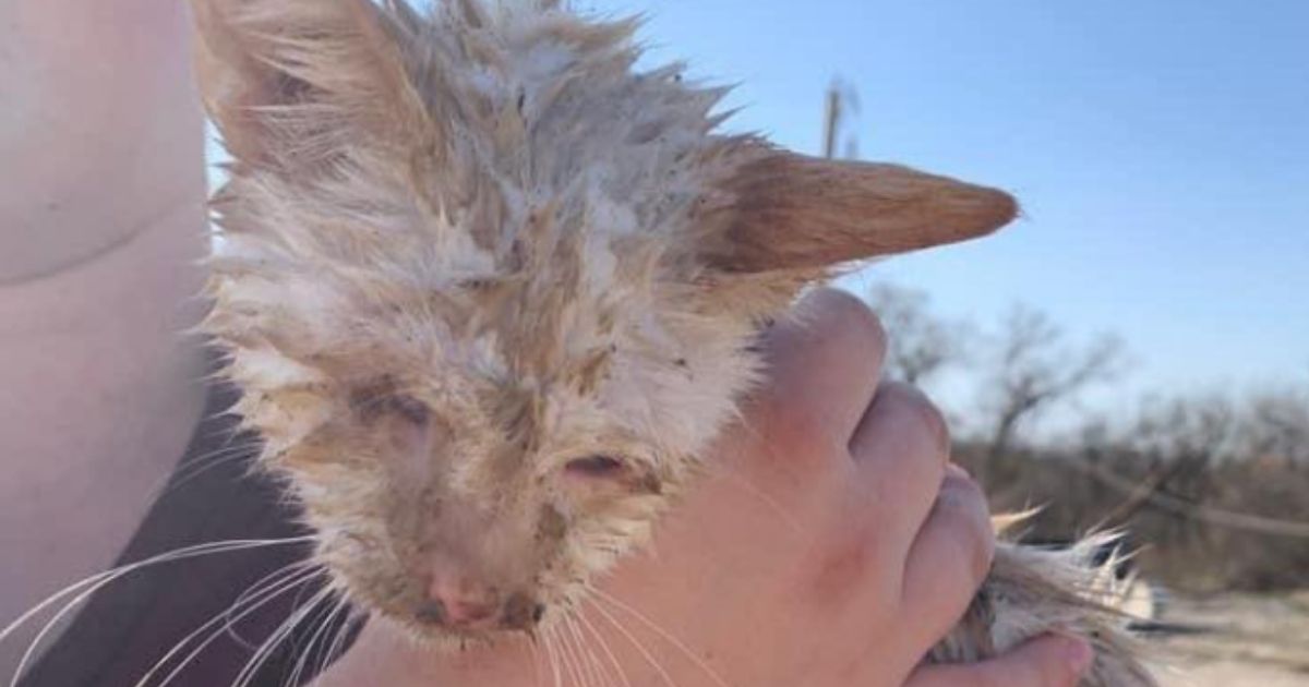 After Tornado Levels Animal Shelter, Rescuers Find a Blind Cat Alive in the Rubble, Give It a Special Name